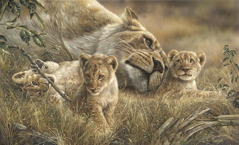 Denis Mayer A Mother's Love African Lionsa